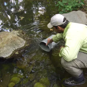 Steelhead trout release below Mission Dam. Releasing the smaller fish.