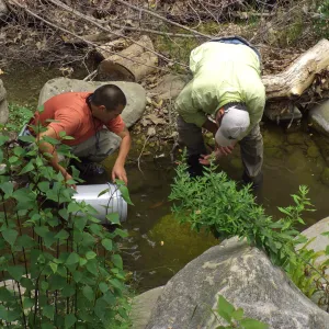 Steelhead trout release below Mission Dam. Releasing the smaller fish.