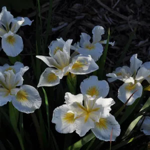 Heather Wehnau garden, Iris Canyon Snow