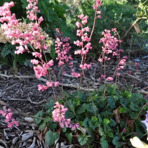 Heather Wehnau garden