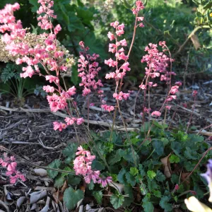 Heather Wehnau garden