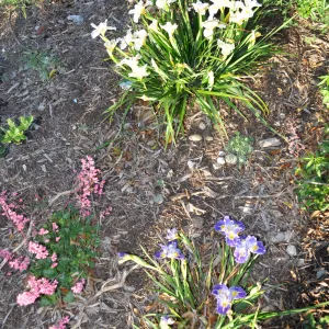 Heather Wehnau garden