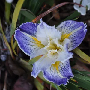 Heather Wehnau garden, Iris 'Idyllwild'