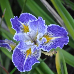 Heather Wehnau garden, Iris 'Idyllwild'