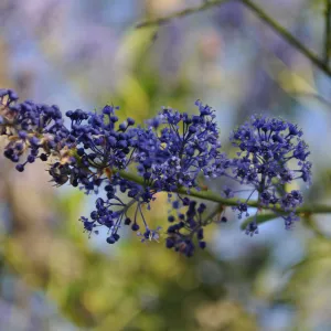 Heather Wehnau garden, Ceanothus 'YBN Blue'