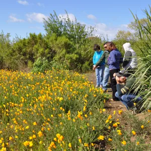 Native Plant Tour, UCSB North Parcel