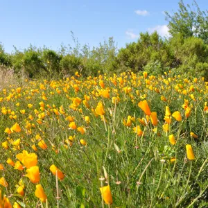 Native Plant Tour, UCSB North Parcel