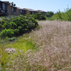Native Plant Tour, UCSB North Parcel
