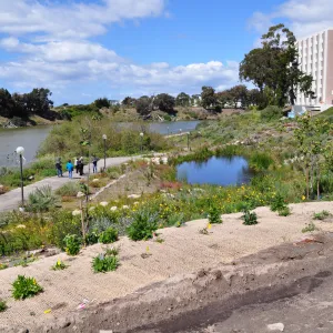 Native Plant Tour, UCSB San Nicholas wetlands