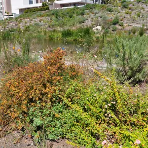 Native Plant Tour, UCSB San Nicholas wetlands