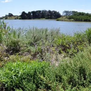 Native Plant Tour, UCSB San Nicholas wetlands