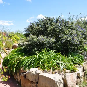 Native Plant Tour,Toro Canyon, Wallin garden