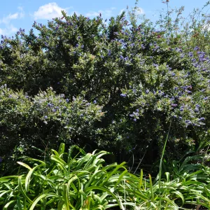 Native Plant Tour,Toro Canyon, Wallin garden