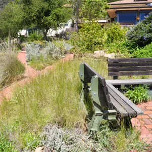 Native Plant Tour,Toro Canyon, Wallin garden