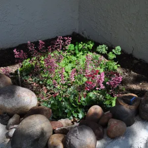 Native Plant Tour,Toro Canyon, Wallin garden