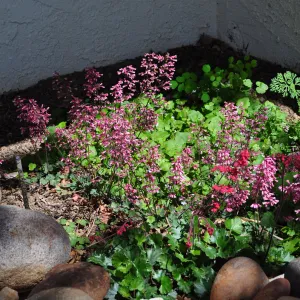 Native Plant Tour,Toro Canyon, Wallin garden