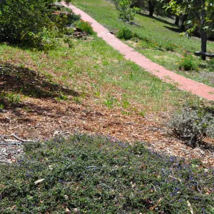 Native Plant Tour,Toro Canyon, Wallin garden