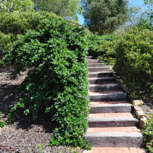 Native Plant Tour,Toro Canyon, Wallin garden
