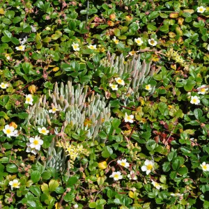 Native Plant Tour,Toro Canyon, Wallin garden