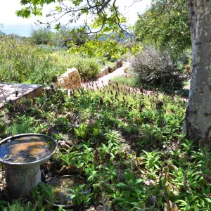 Native Plant Tour,Toro Canyon, Wallin garden
