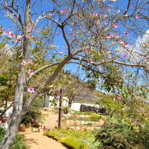 Native Plant Tour,Toro Canyon, Wallin garden