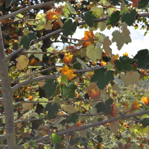 Native Plant Tour, Sovich garden