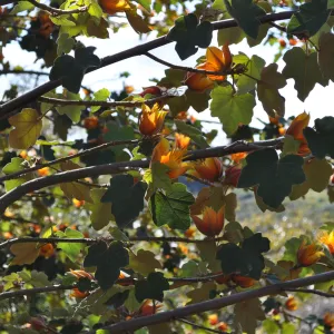 Native Plant Tour, Sovich garden