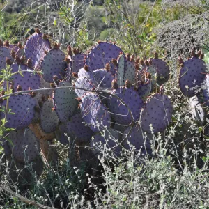 Native Plant Tour, Sovich garden (Prickly-pear)