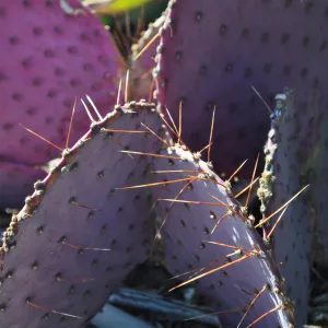 Native Plant Tour, Sovich garden (Prickly-pear)