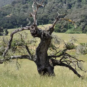 Garden field trip to Indian Knob, San Luis Obispo county