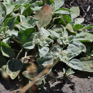 Garden field trip to Indian Knob, San Luis Obispo county