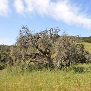 Garden field trip to Indian Knob, San Luis Obispo county