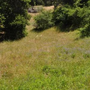 Garden field trip to Indian Knob, San Luis Obispo county