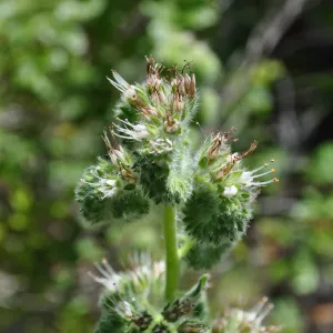 Garden field trip to Indian Knob, San Luis Obispo county