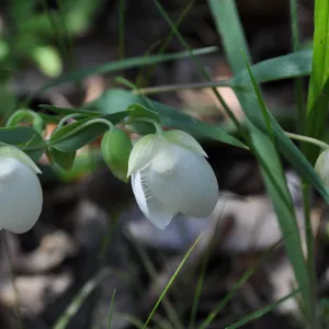 Garden field trip to Indian Knob, San Luis Obispo county