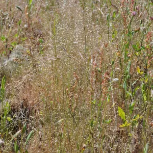 Garden field trip to Indian Knob, San Luis Obispo county
