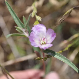 Garden field trip to Indian Knob, San Luis Obispo county