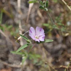 Garden field trip to Indian Knob, San Luis Obispo county