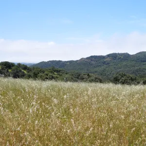 Garden field trip to Indian Knob, San Luis Obispo county