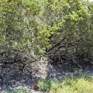 Garden field trip to Indian Knob, San Luis Obispo county