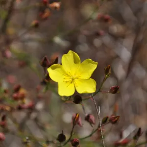 Garden field trip to Indian Knob, San Luis Obispo county