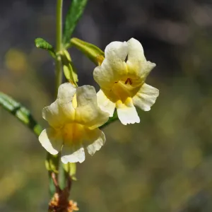Garden field trip to Indian Knob, San Luis Obispo county
