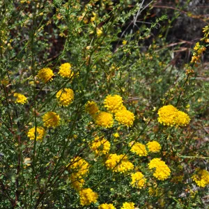Garden field trip to Indian Knob, San Luis Obispo county