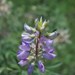 Garden field trip to Indian Knob, San Luis Obispo county