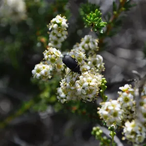 Garden field trip to Indian Knob, San Luis Obispo county