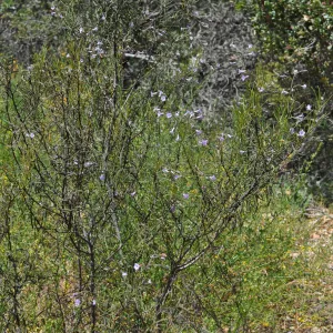 Garden field trip to Indian Knob, San Luis Obispo county