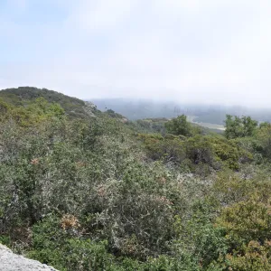 Garden field trip to Indian Knob, San Luis Obispo county