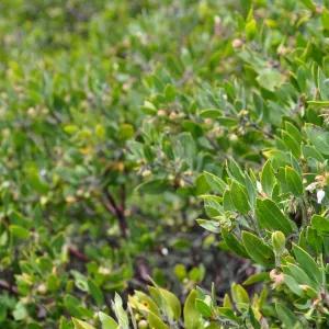 Garden field trip to Indian Knob, San Luis Obispo county