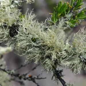 Garden field trip to Indian Knob, San Luis Obispo county