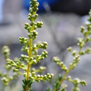 Garden field trip to Indian Knob, San Luis Obispo county